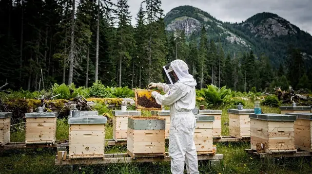 Squamish Honey Tour and Bee Farm Adventure: What to Expect